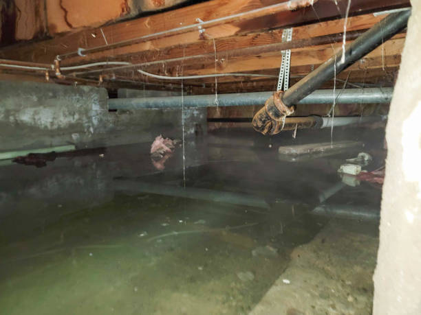 Best Basement water damage restoration  in Delta, CO